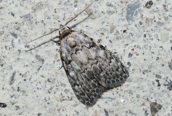 Meganola strigula